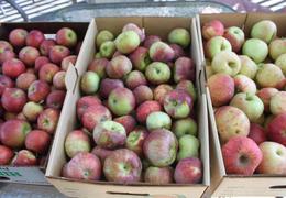 Homemade Apple Juice